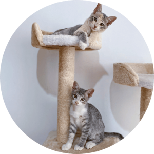 The Pet Care Club of Loudoun cat care