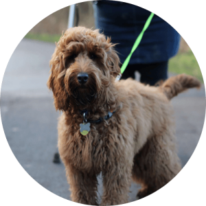 dog walking The Pet Care Club of Loudoun