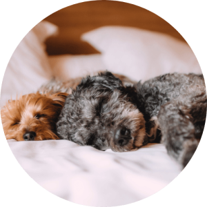 overnights The Pet Care Club of Loudoun