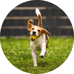 dog walking The Pet Care Club of Loudoun