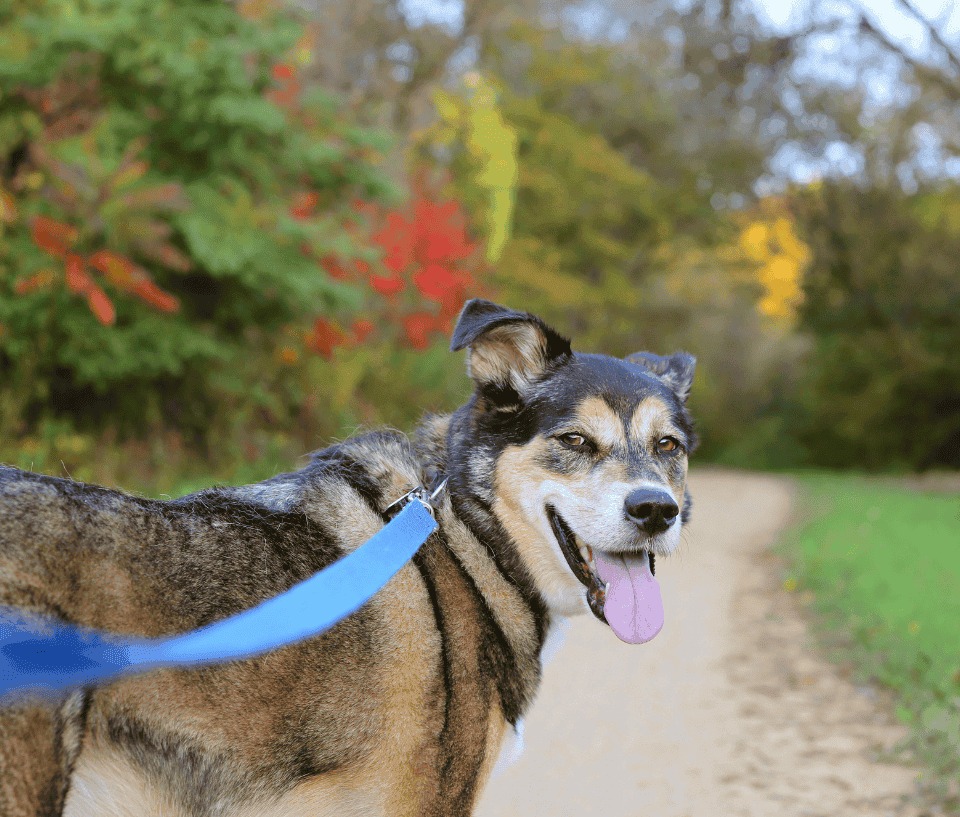 Beautiful German Shepherd Dog Walking on Trail.
