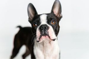 What to Consider When Hiring a Pet Sitter in Loudoun County