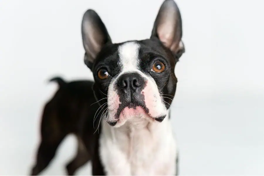 What to Consider When Hiring a Pet Sitter in Loudoun County