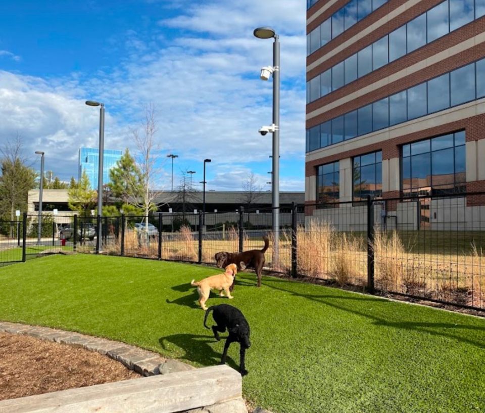 Three dogs playing in a fenced outdoor dog park near office buildings in Reston, Virginia.